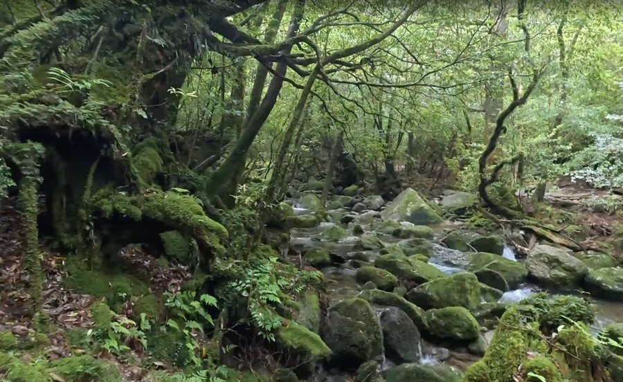 屋久島の白谷雲水峡。岩に苔が生し、沢が流れ、木もれ日が差している