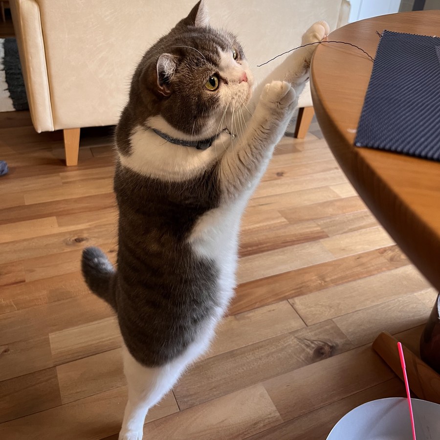 後ろ足で立ち、テーブルの上のひもに前足を伸ばしている猫の写真